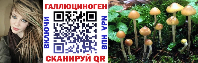 как найти закладки  Прохладный  Псилоцибиновые грибы мицелий 